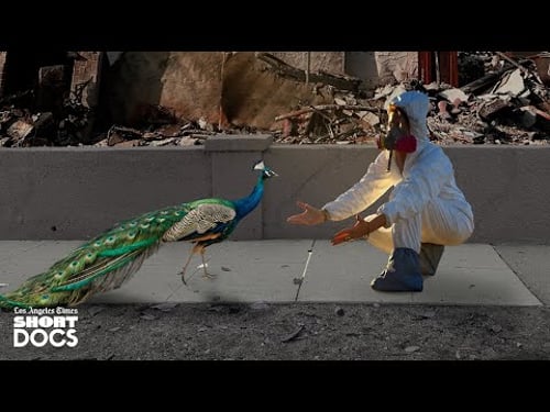 All the Walls Came Down