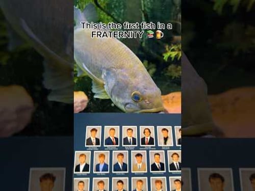 FIRST FISH TO JOIN A FRATERNITY