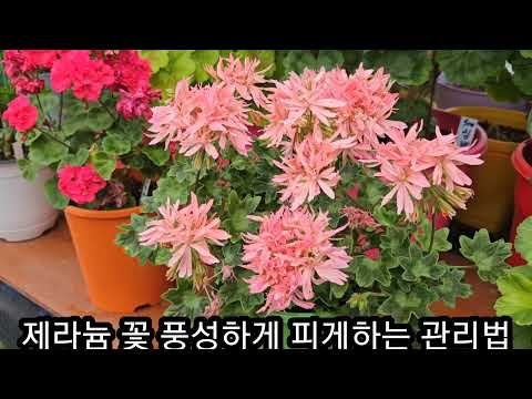 제라늄 꽃을 풍성하게 많이 피게하는 관리법 제라늄 강전지시기 수형잡기