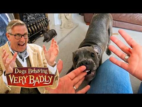 Why This Biting Staffy Puppy Almost Lost His Home