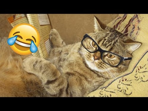 СМЕШНЫЕ ПРИКОЛЫ ПРО КОТОВ.Мемы 2025 года