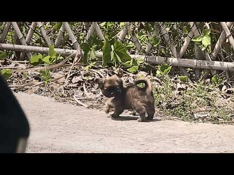 "Come here, I'll take you home" - The lost pup happily approached the girl after hearing her promise