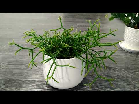 Рипсалис. Хатиора. Лесные кактусы