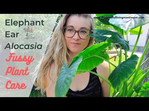 Repotting Elephant Ears Without Killing Them | Alocasia Care Tips