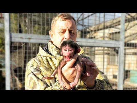 We took the newborn Hamadrilenko and his mother out of the enclosure away from the males to preve...