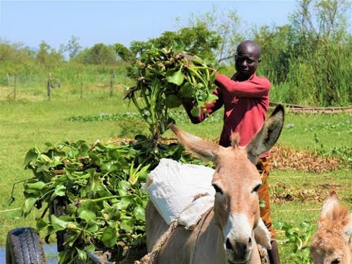 Using Water Hyacinth to make animal feeds.