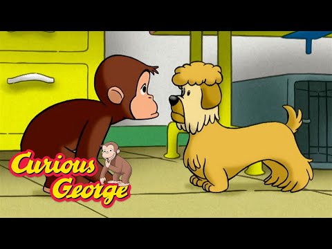 George Goes to a Dog Show π΅ Curious George π΅ Kids Cartoon π΅ Kids Movies