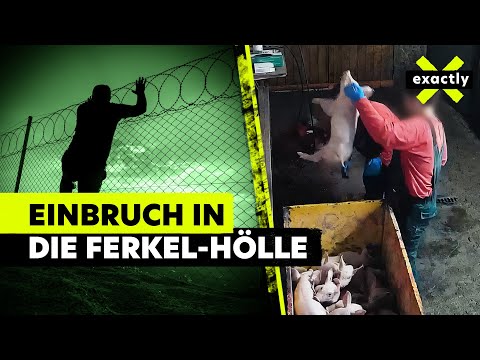 Lebendig im Müll – so grausam werden Ferkel getötet | Doku | exactly