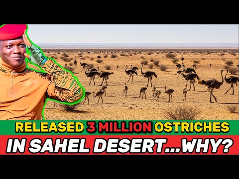 What’s Really Behind Burkina Faso’s Plan to Release 3 Million Ostriches into the Sahel?