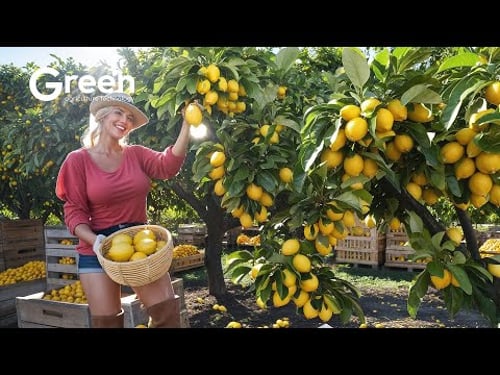 🍋 How US Farmers Grow and Harvest Millions of Tons of Lemons | Agriculture Technology