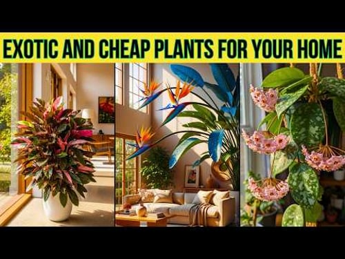 5 Stunning Exotic Plants That Are Cheap and Perfect for Your Home