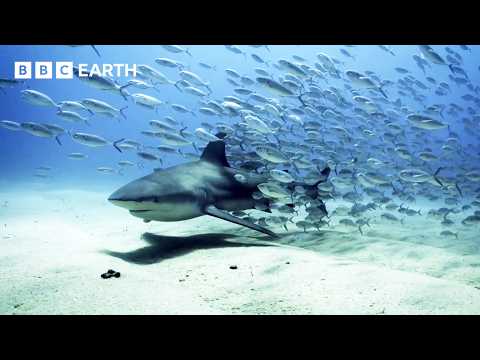 Stunning Underwater Paradise Under Threat | Guardians | BBC Earth