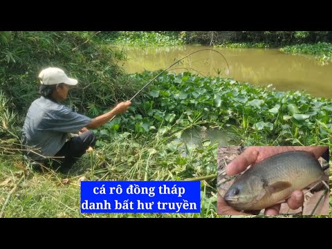 Fishing for perch, the obsession with perch in Dong Thap (video 107) @3ruongFishing