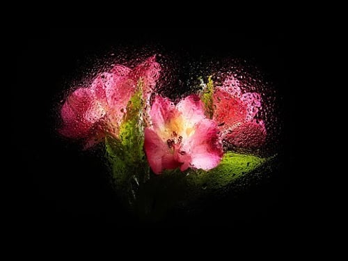 Creative still life art photography