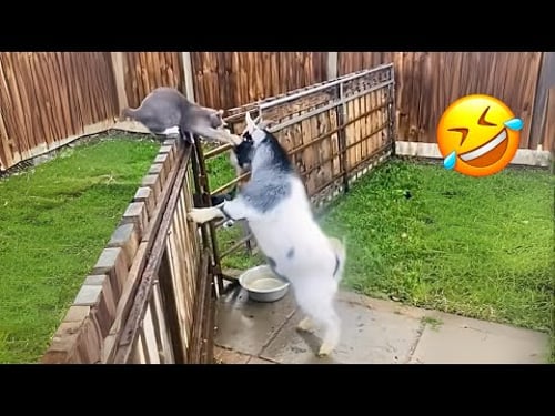 Funniest animals will make you laugh to die! π€£