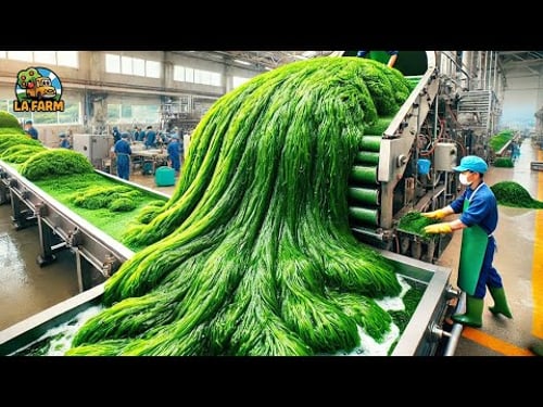 Harvesting Seaweed: Inside The Process At A Seaweed Processing Factory