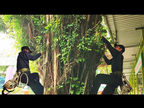 Sawing a giant Green tree at the kindergarten | P4