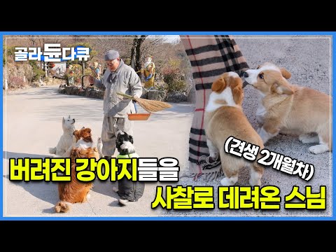 “다음 생에는 너희들이 꼭 사람으로 태어났으면 좋겠어”│버려진 14마리의 강아지를사찰로 들여온 스님│한국기행│스님과강아지│#골라듄다큐