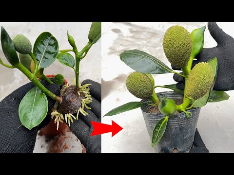 UNIQUE TECHNIQUE to stimulate JACKFRUIT to bear fruit fastest using only 1 chicken egg