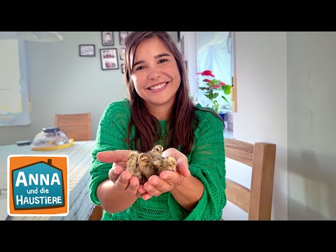 Wachtel | Information für Kinder | Anna und die Haustiere