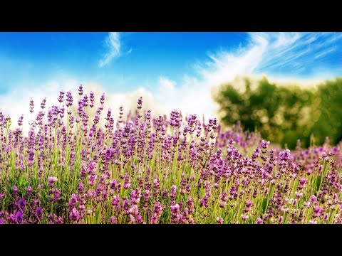 Relaxing Piano Music for Sleep and Stress Relief | Mira
