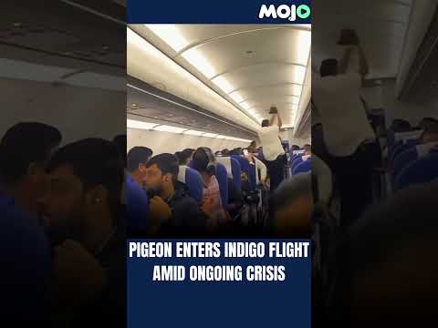 #Viral Pigeon Enters IndiGo Flight Amid Ongoing Crisis #indigo #watch