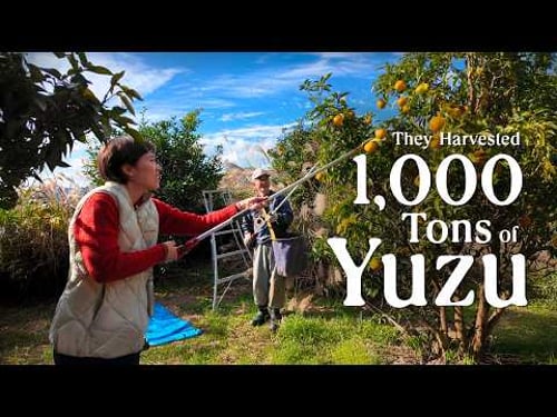 It’s Yuzu Harvest Season in Japan’s Most Famous Organic Yuzu Village