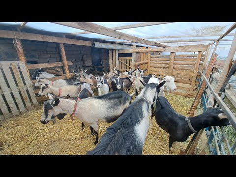 Сүтті төгіп беретін ешкілер келді😱💥 87025099163 Сатылады