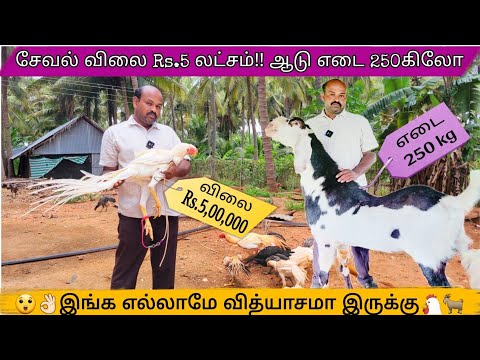 👌🏽😲அரியவகை கோழி 5லட்சமா 💵 😲 | Inga ellame Pudhumai | PudhumaiSei| Tamil Vlog | Satish Farms