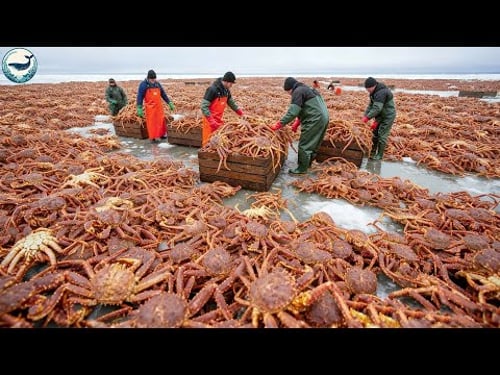 The King Crab Invasion: How A Million-Dollar Monster Is Taking Over the North | Fishing Documentary