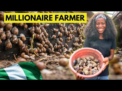 I Started My Snail Farm After Graduating People Laughed At Me I Now Own A 10,000+ Capacity