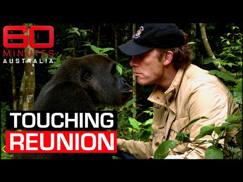 Gorilla remembers zookeeper who raised him | 60 Minutes Australia