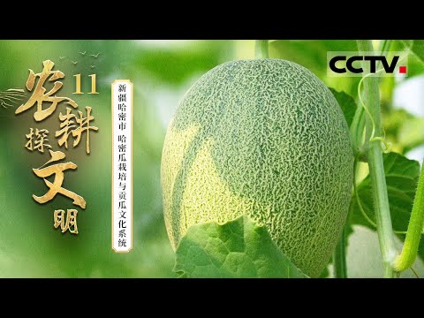 《2025农耕探文明》11 新疆哈密市:一代代瓜农驯化探索 将丝路上的野生植物搬进农田——哈密瓜栽培与贡瓜文化系统【CCTV纪录】