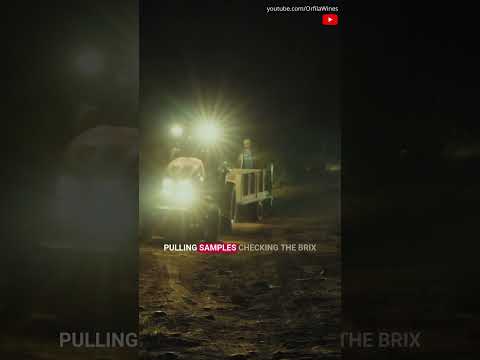 Watch the magic of Wine Harvest