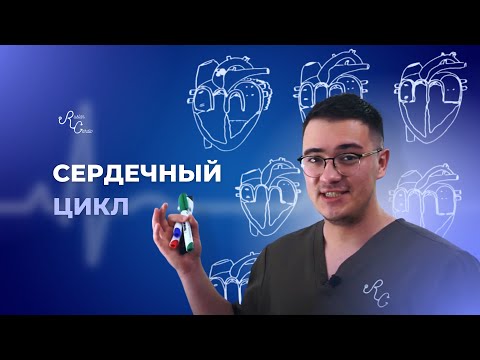 Сердечный цикл от А до Я