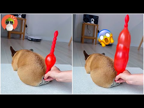 AWW SO FUNNY - Super Dogs Reaction Videos | Purr-fect