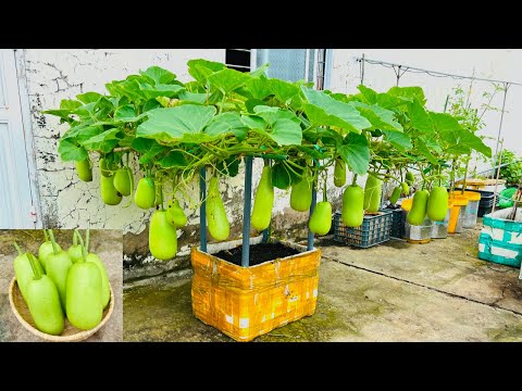 Cách Trồng Bầu Trong Thùng Xốp Cho Thật Nhiều Trái