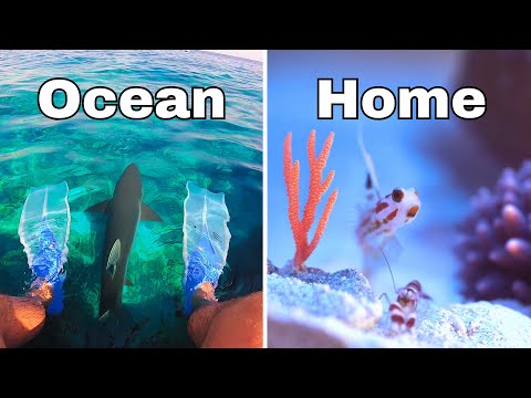 I Built a Reef for Sea Creatures in 215 Days