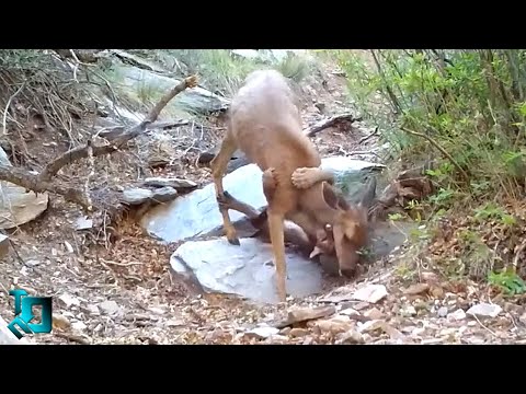 Это Попало На Камеру! Самые Редкие Случаи С Животными