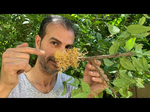 ازرع شجرة ليمون كبيرة مزهرة ومثمرة خلال أيام قليلة🍋بدل ماتنتظر سنوات وتجرب عدة طرق وبدون آي فائدة