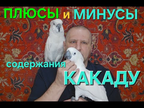 ПЛЮСЫ и МИНУСЫ содержания КАКАДУ