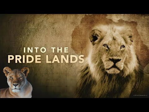 🦁 Lion Pride: | Adapt Or Die | 🌱 Wildlife Documentary 🐆