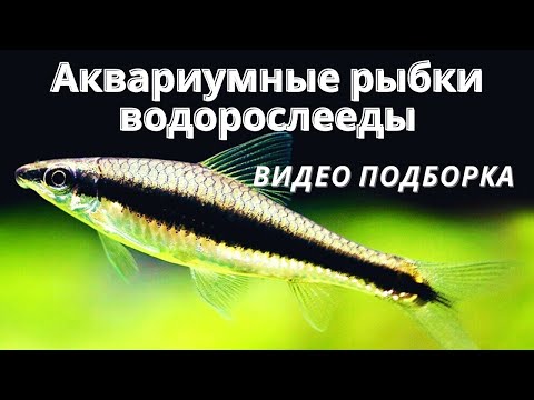 Аквариумные рыбки водорослееды - ТОП 7
