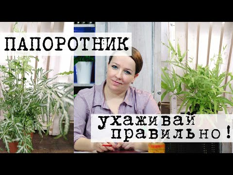 Уход за папоротником в домашних условиях. Полив, размножение, подкормки и болезни.
