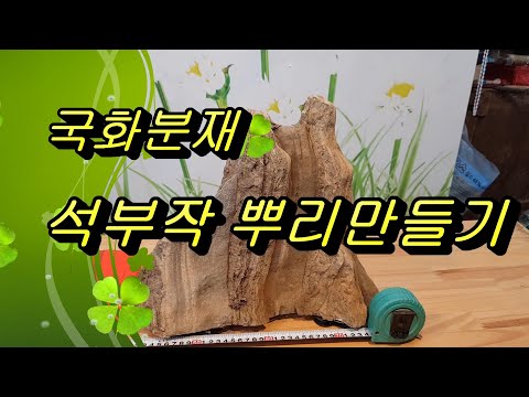 국화분재 12석부작뿌리만들기.파주국화분재