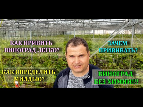 КАК ПРИВИТЬ ВИНОГРАД ЛЕГКО! ЗАЧЕМ ПРИВИВАТЬ? КАК ОПРЕДЕЛИТЬ МИЛДЬЮ? ВИНОГРАДНИК БЕЗ ХИМИИ