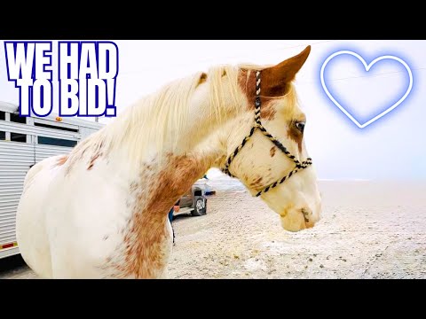 Please Come HOME With Us!!!! Striking Paint Cross Gelding At The Auction