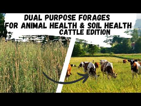 Dual Purpose Forages for Animal Health & Soil Health