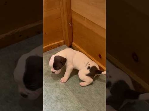 Every puppy parent NEEDS this! 🐶