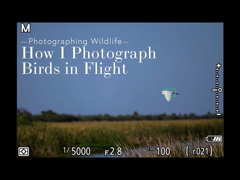 How I Photograph Birds in Flight